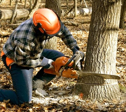 Tree Removal in Bridgeport, NE